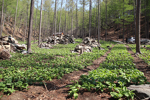 산마늘(명이)·병풍대 재배