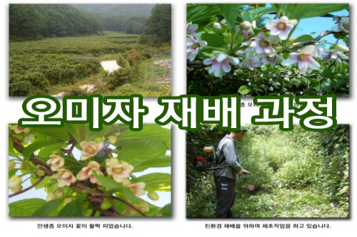 오미자 재배 과정 01