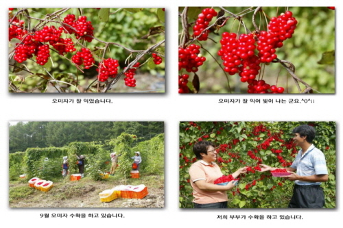 오미자 재배 과정 03