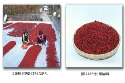 오미자 재배 과정 05